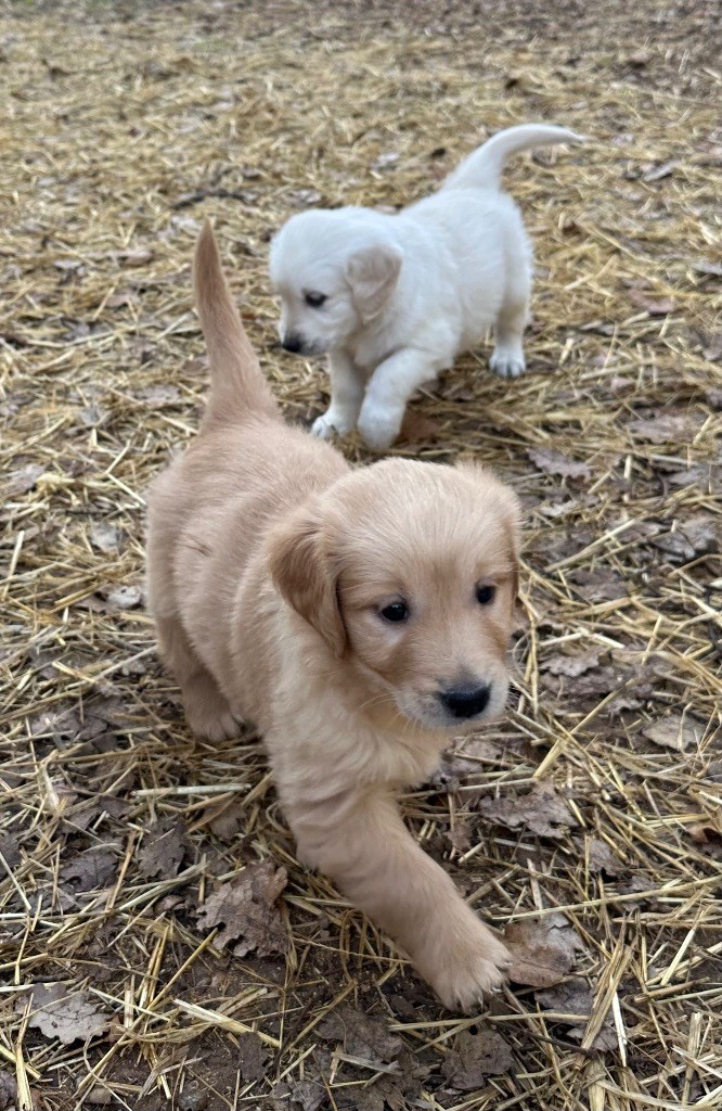 Per Sorensen - Chiot disponible  - Golden Retriever