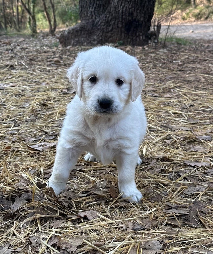 Per Sorensen - Chiot disponible  - Golden Retriever