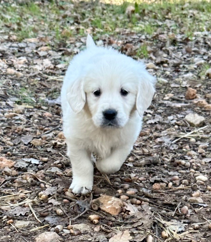 Per Sorensen - Chiot disponible  - Golden Retriever