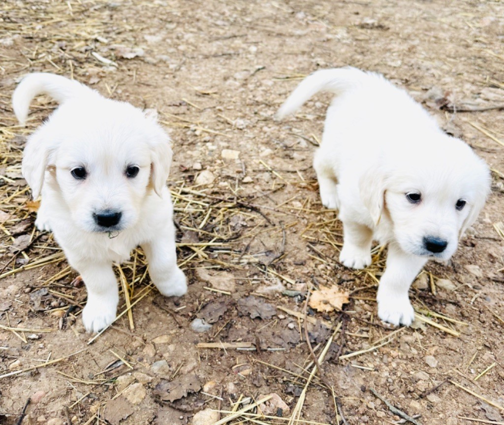 Per Sorensen - Chiot disponible  - Golden Retriever