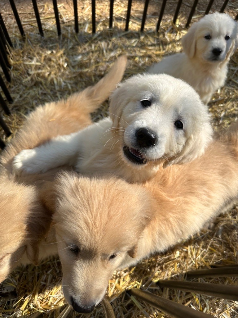 Per Sorensen - Chiot disponible  - Golden Retriever