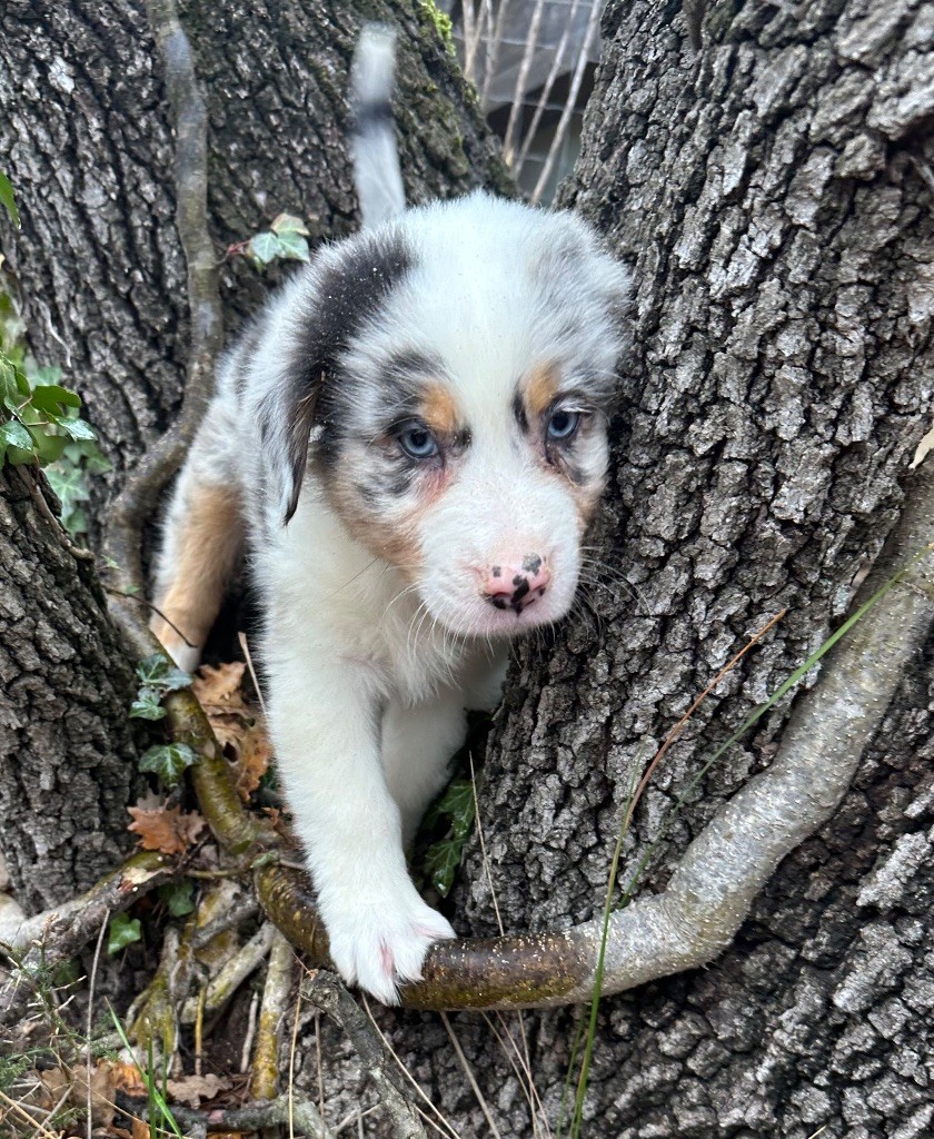 Per Sorensen - Chiot disponible  - Berger Australien