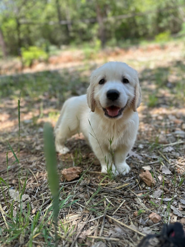 Per Sorensen - Chiot disponible  - Golden Retriever