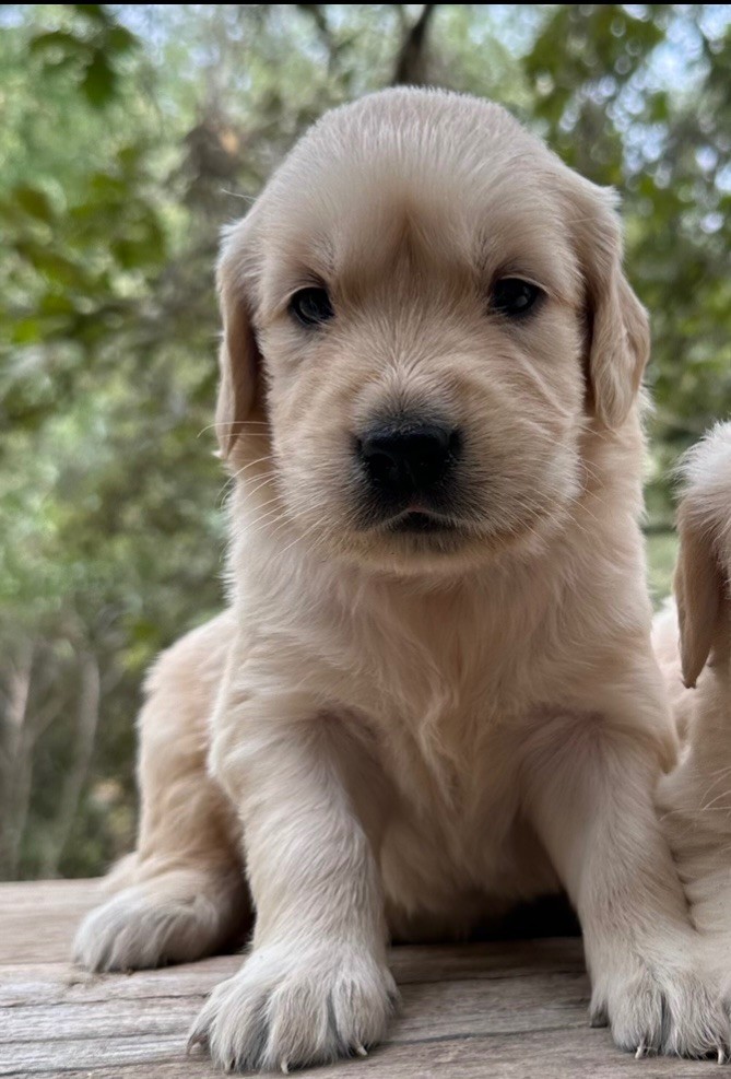 Per Sorensen - Chiot disponible  - Golden Retriever