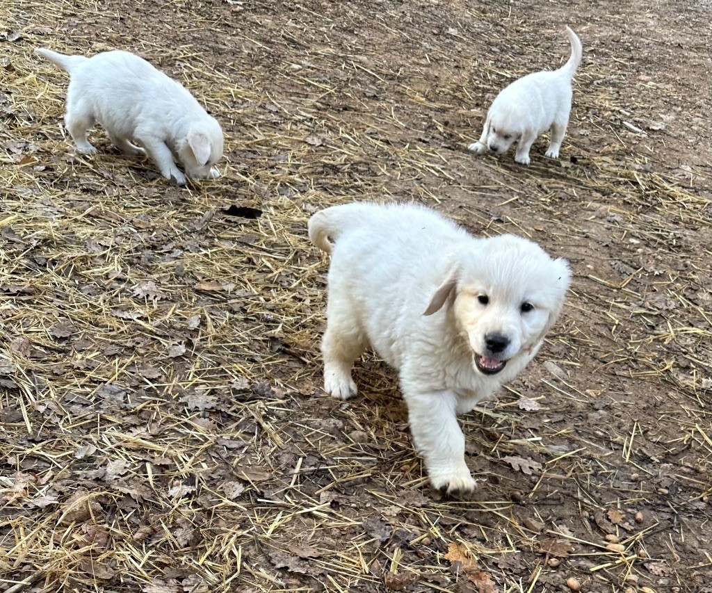 Per Sorensen - Chiot disponible  - Golden Retriever