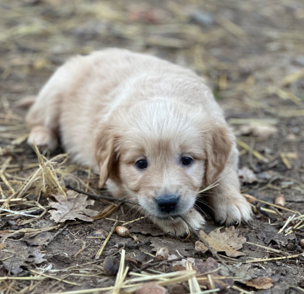 Per Sorensen - Chiot disponible  - Golden Retriever