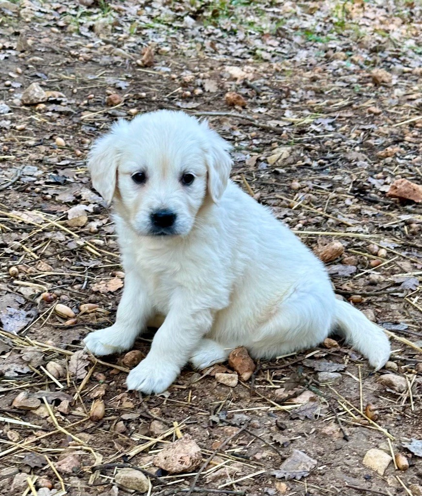 Per Sorensen - Chiot disponible  - Golden Retriever