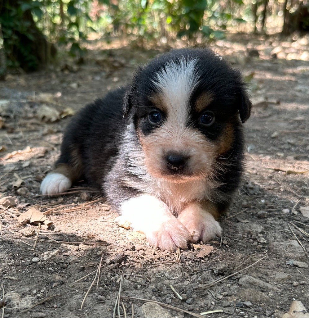 Per Sorensen - Chiots disponibles - Berger Australien