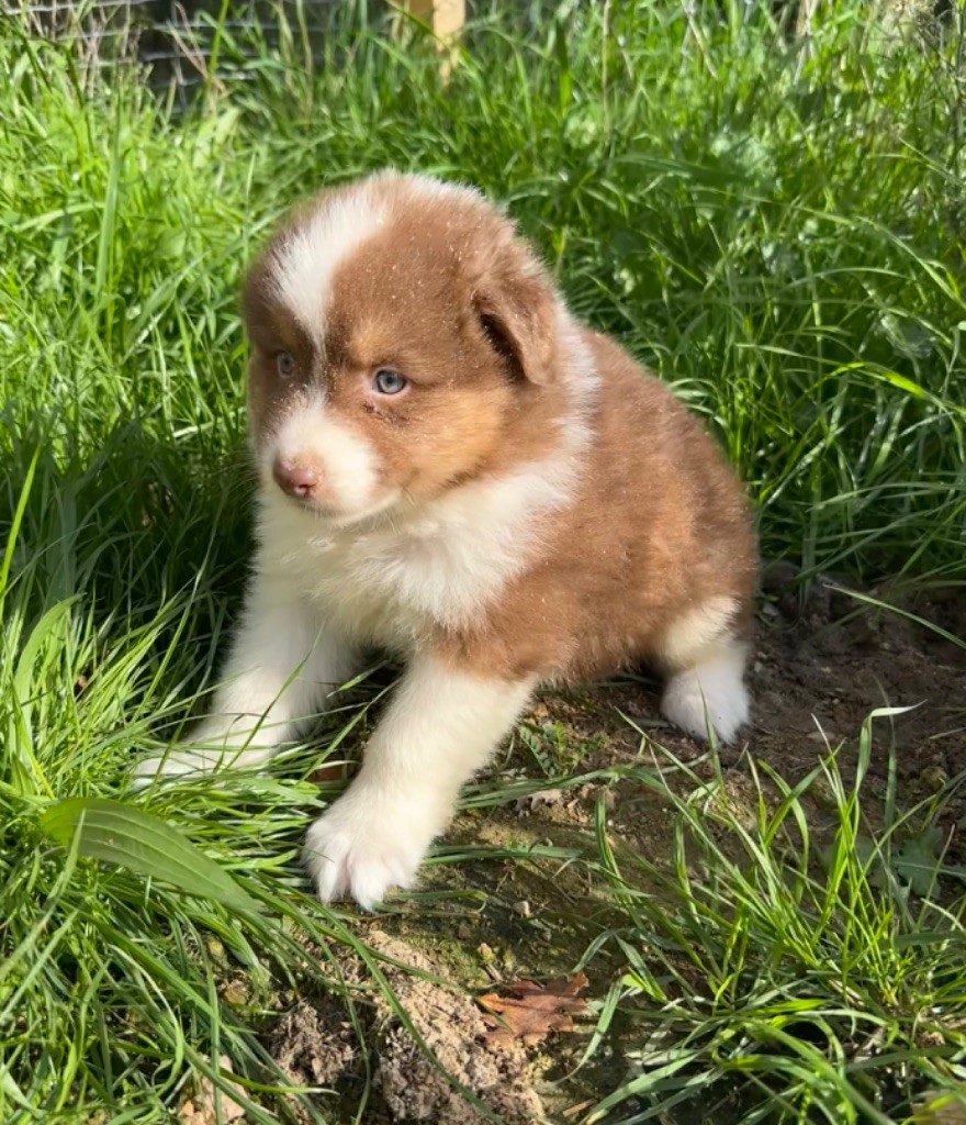 Per Sorensen - Chiots disponibles - Berger Australien