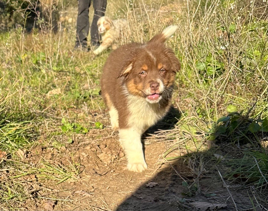 Per Sorensen - Chiots disponibles - Berger Australien