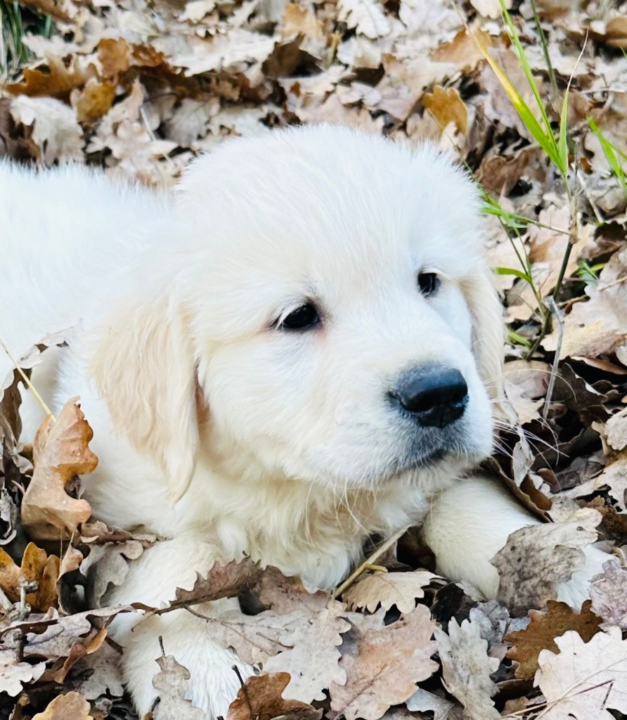 Per Sorensen - Chiots disponibles - Golden Retriever