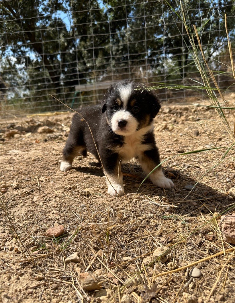 Per Sorensen - Chiots disponibles - Berger Australien